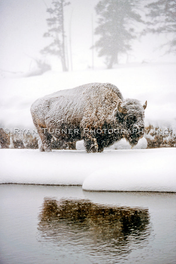 Frozen Bison