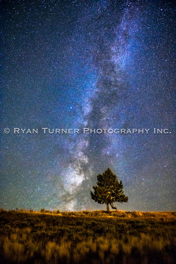 The Milky Way and a Tree
