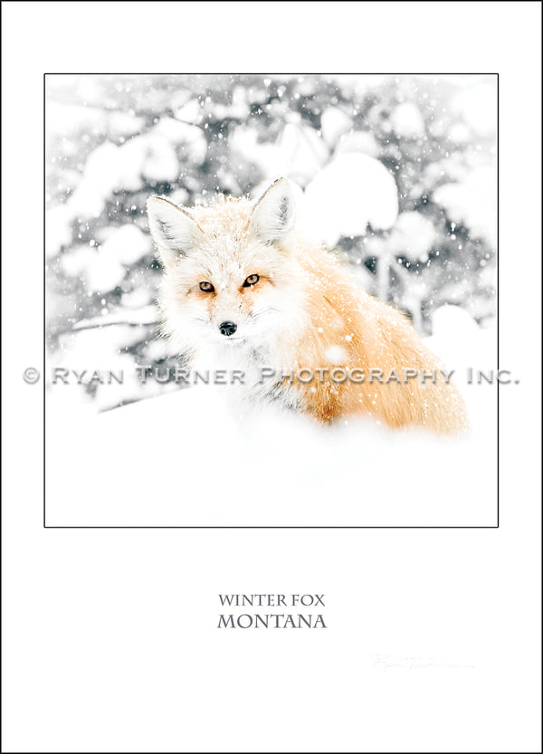 Winter Fox - Notecard