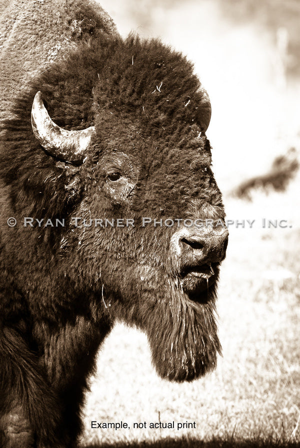 Bison Bust 5/75 - 17"x12"