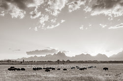 A Herd Near the Tetons
