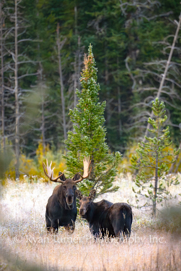 A Moose Couple