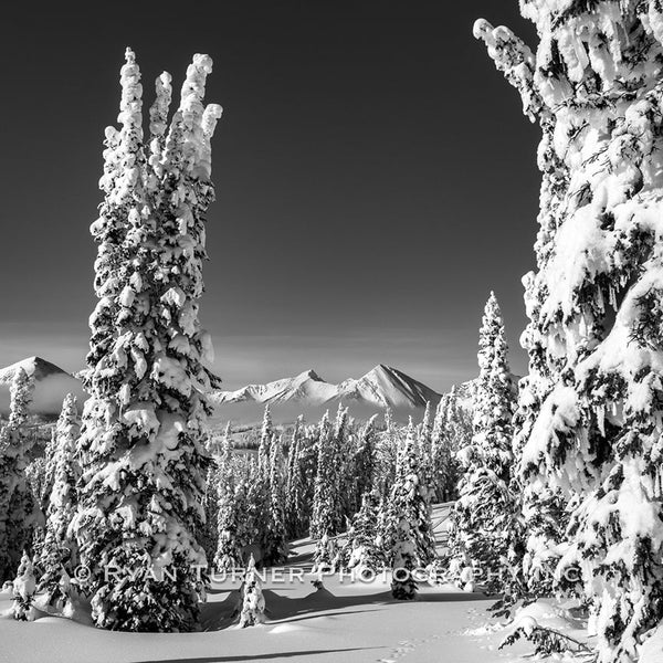 After the Snowstorm
