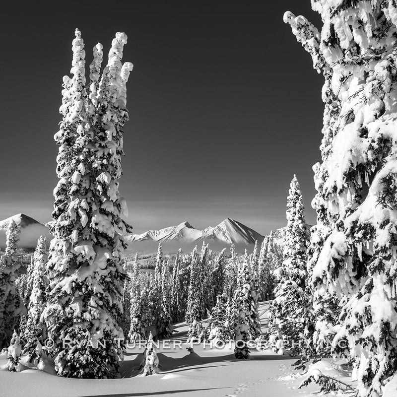 After the Snowstorm