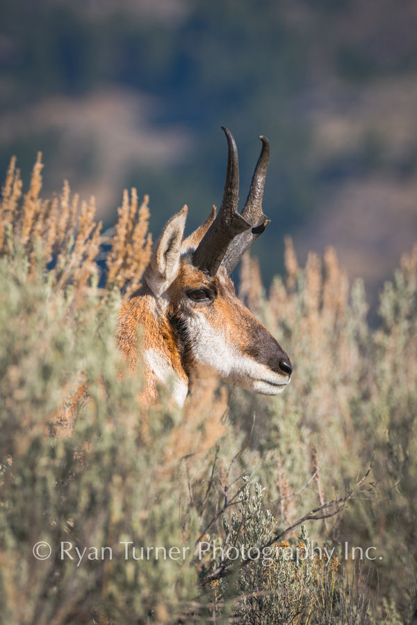 Antelope Buck in the Sage