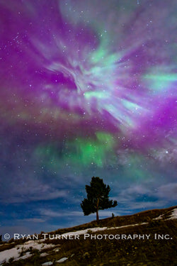 Aurora Above a Tree in Montana