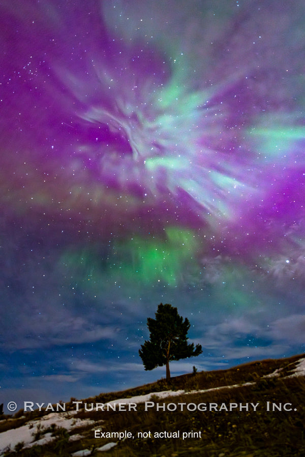 Aurora Above A Tree In Montana (17"x12")
