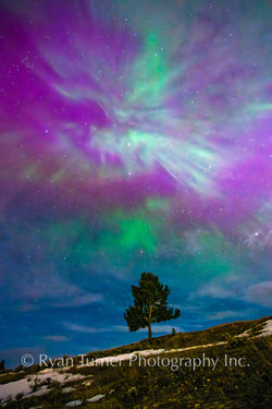 Aurora Above a Tree in Montana