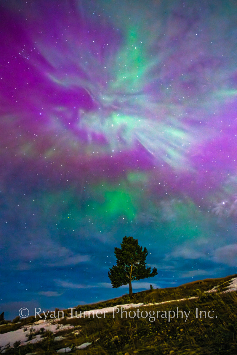 Aurora Above a Tree in Montana