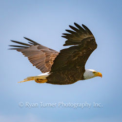 Baldy in Flight Square