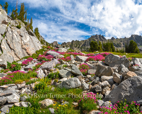 Beehive's Flower Garden