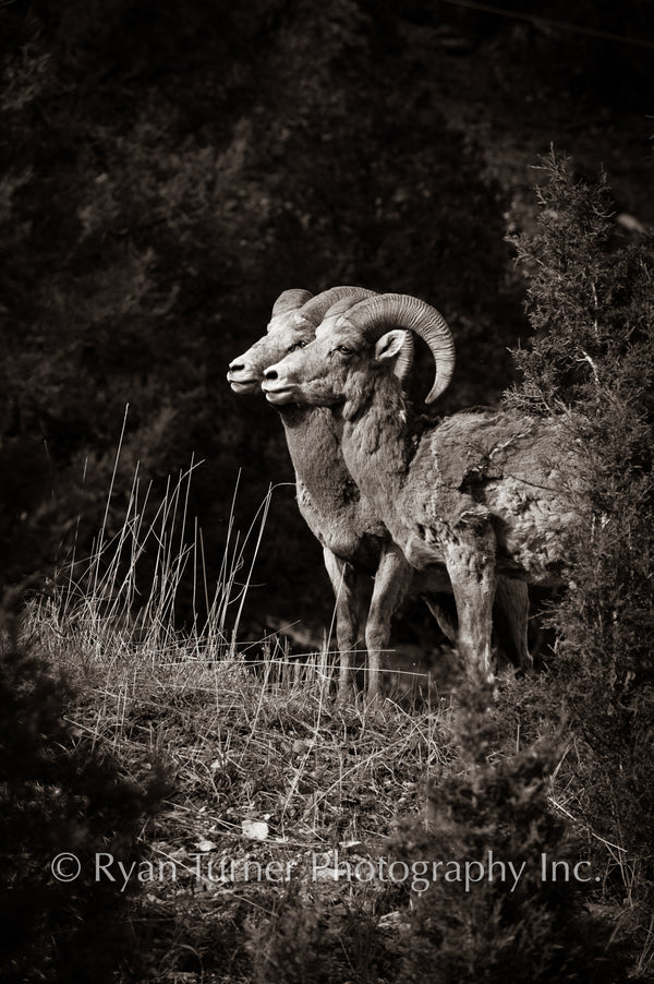 Bighorn Brothers Sepia