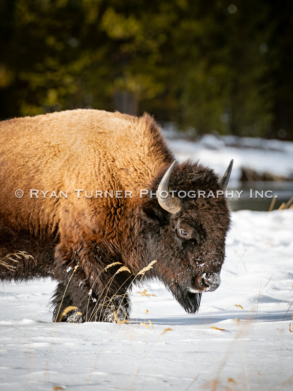 A Bison Walking along the Madison River