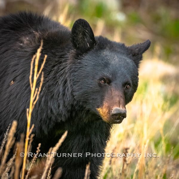 Black Bear Momma