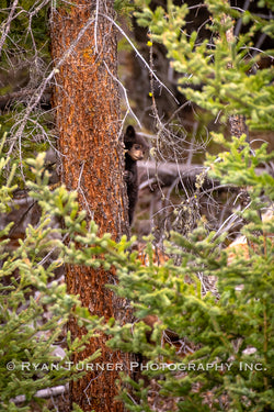 Baby Black Bear in a Tree