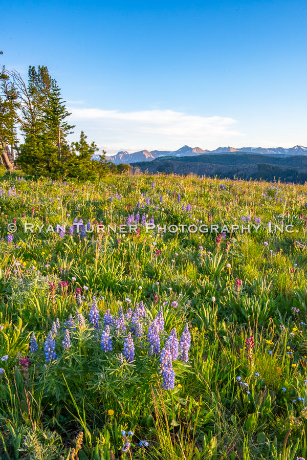 Summer Moments on Buck Ridge