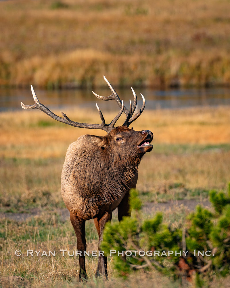 Bugling Bull Elk in Yellowstone