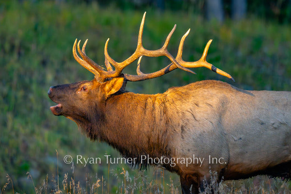 Bugling Bull in the Morning Sun