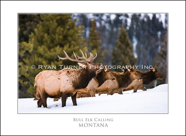Bull Elk Calling - Notecard