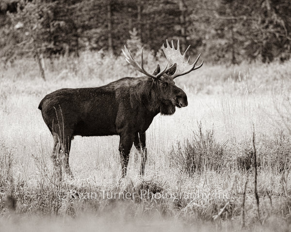 Bull Moose Looking for a Mate
