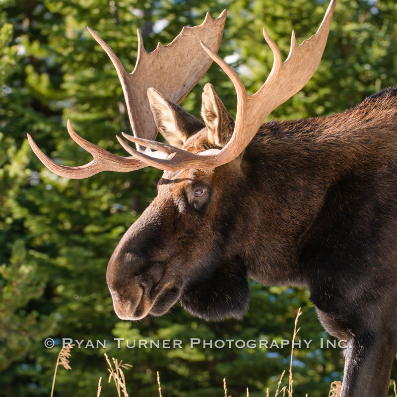 Bull Moose in Stride - Square
