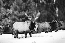 A Bull Elk and His Herd