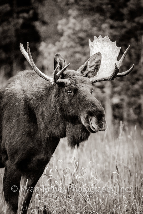 Bullwinkle the Moose Sepia
