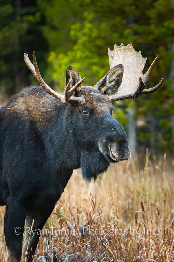Bullwinkle the Moose