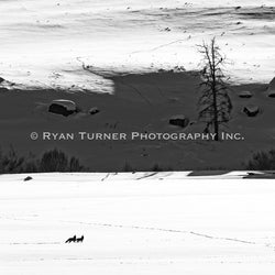 Howling Yotes