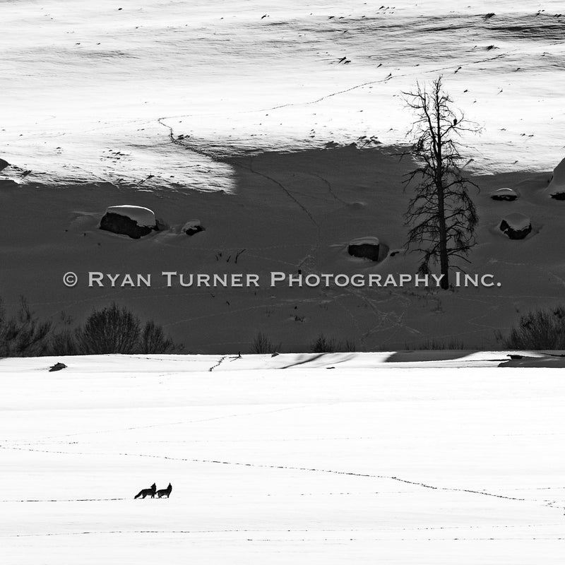 Howling Yotes