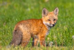 Curious Fox Kit II