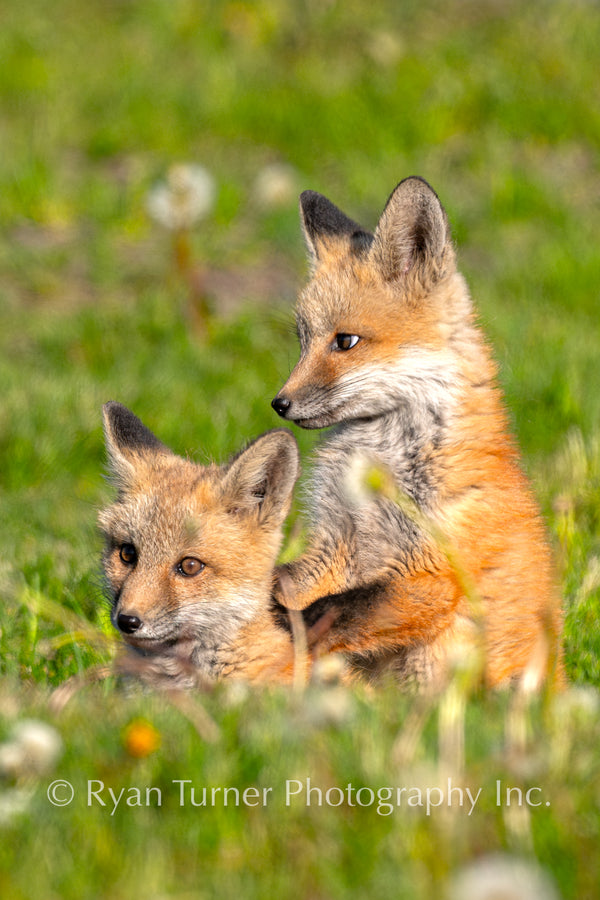Fox Kit Twins II