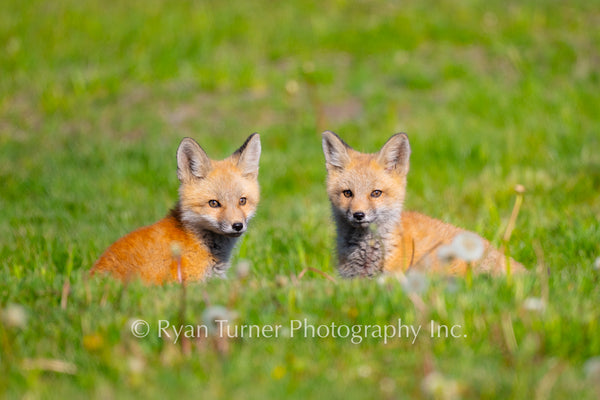 Fox Kit Twins
