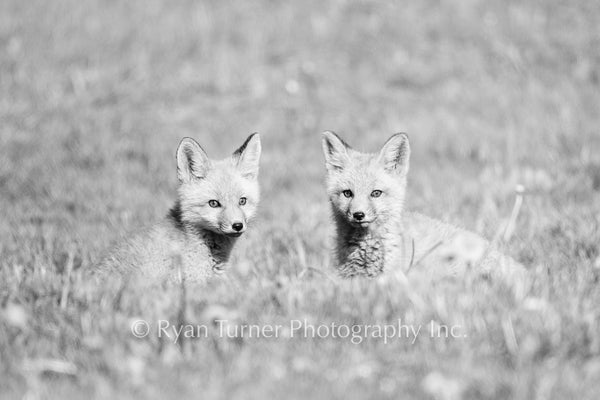 Fox Kit Twins