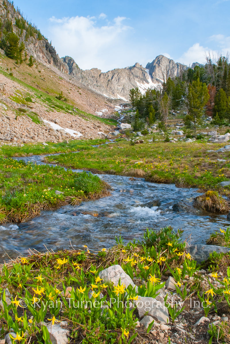 Glacier Lilies in Beehive Basin