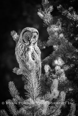 Great Grey Owl B&W