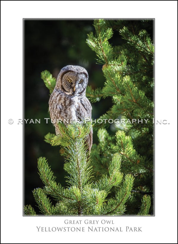 Great Grey Owl - Notecard