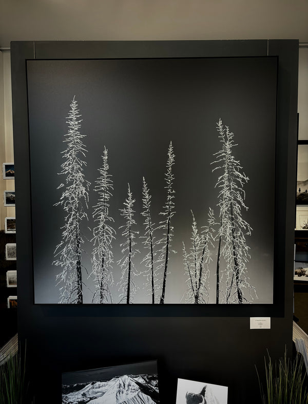 A Frosted Stand I  6/25  (40"x40")