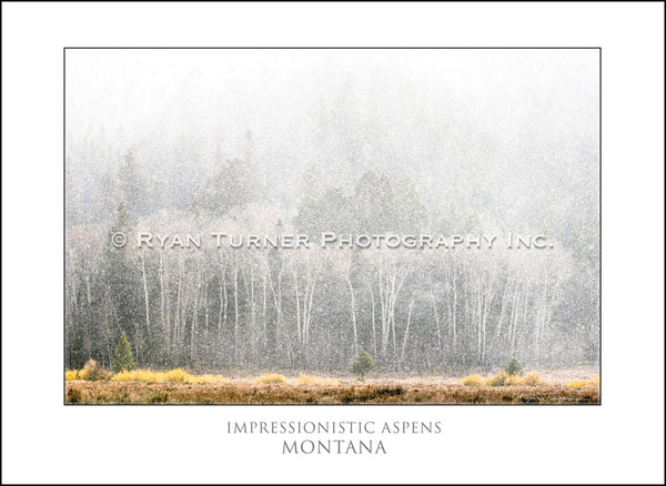 Impressionistic Aspens - Notecard