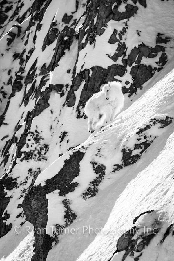Little Billy B&W