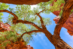 Reaching Out of the Canyon