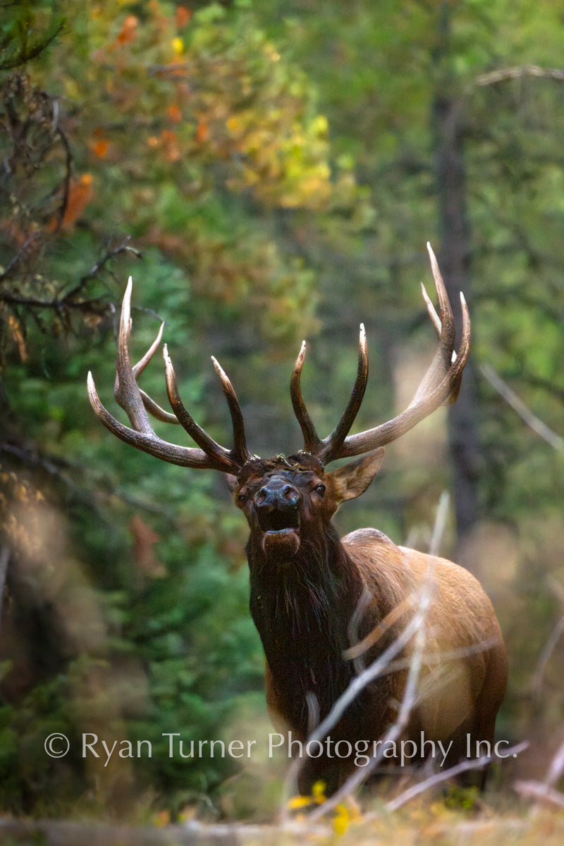 Majestic Bull