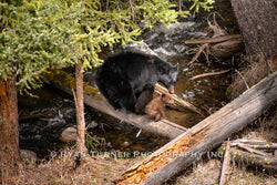 Momma Bear and Her Cubs on a Log