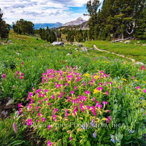 Monkeyflower Paradise
