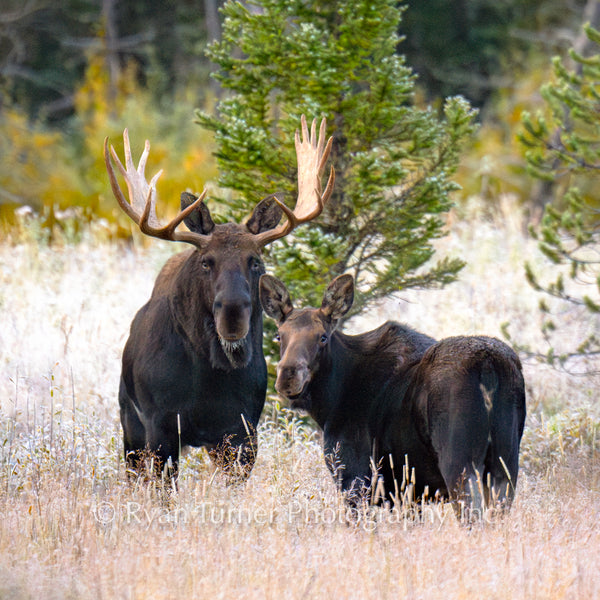 A Moose Couple