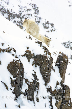 Mountain Goats On A Cliff