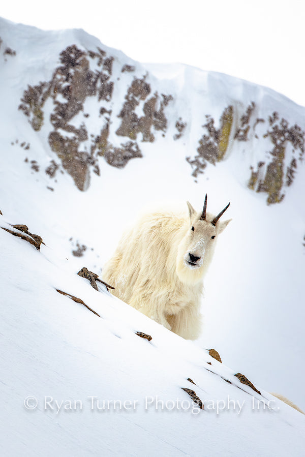 Old Goat on the Ridge