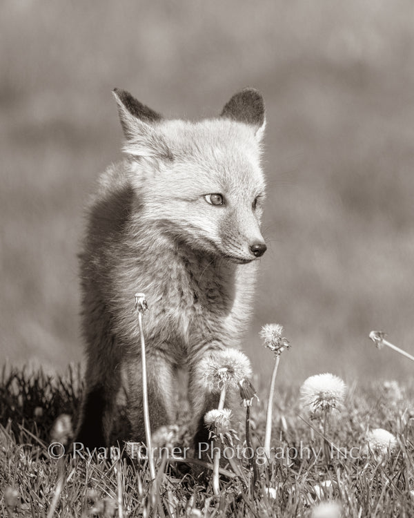 Playing in the Dandelions