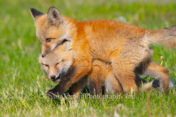 Playful Fox Kits