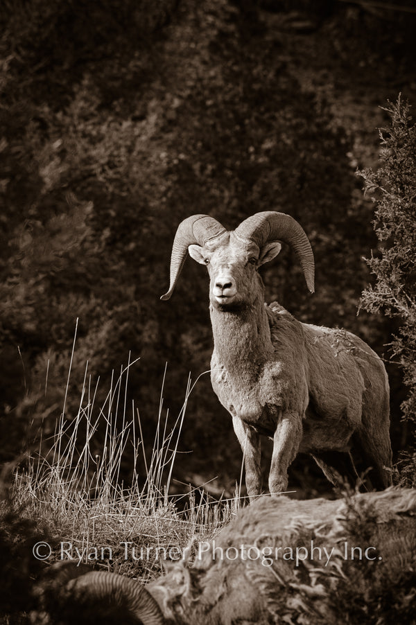 Poised Bighorn